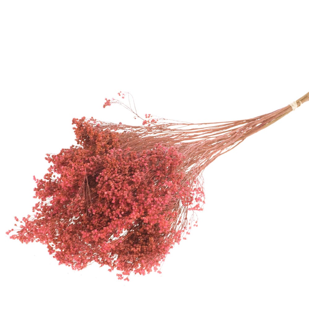 Broom Bloom Dried Pink