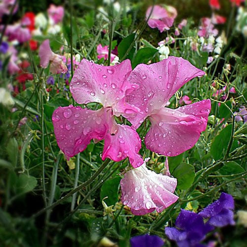 500x500-sweet-pea