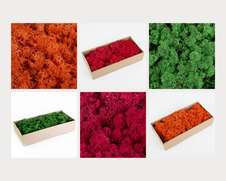 different coloured reindeer moss in a collage