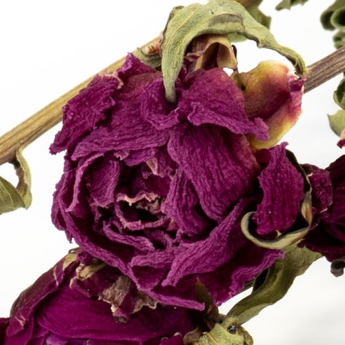 Peony, dried, natural purple