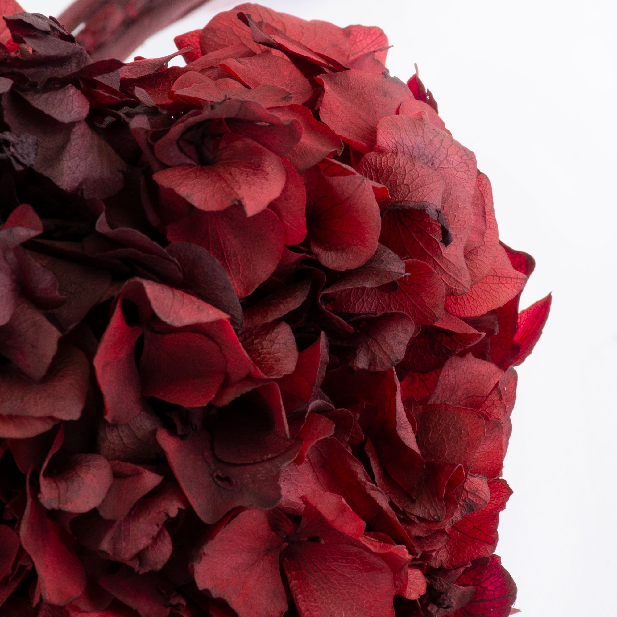 T01023M-Hydrangea-Preserved-Red-4