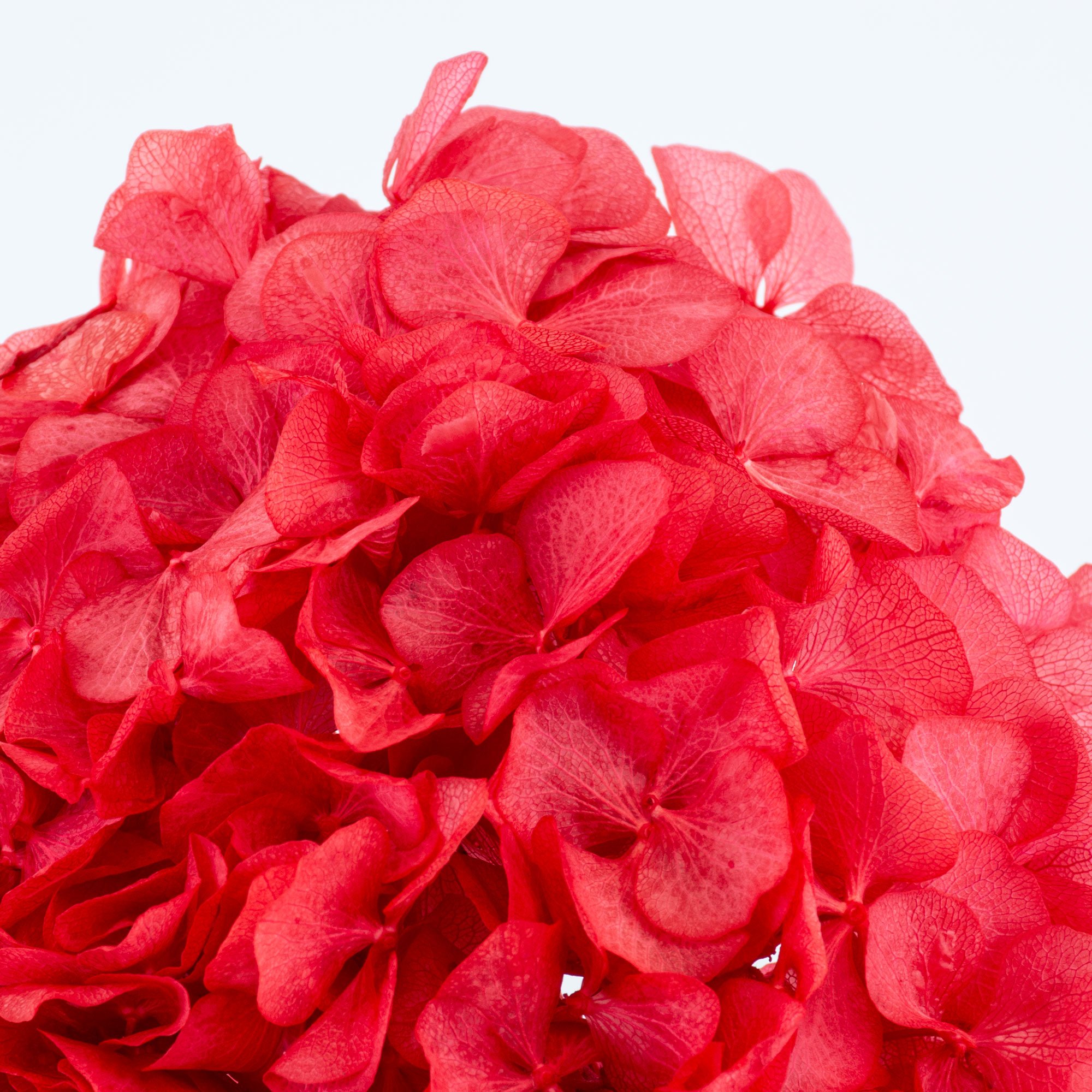 T01023O-Hydrangea-Red-Velvet