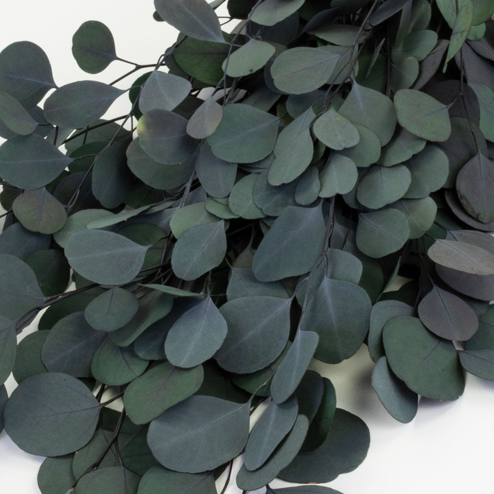 T01099-Eucalyptus-populus-green-2