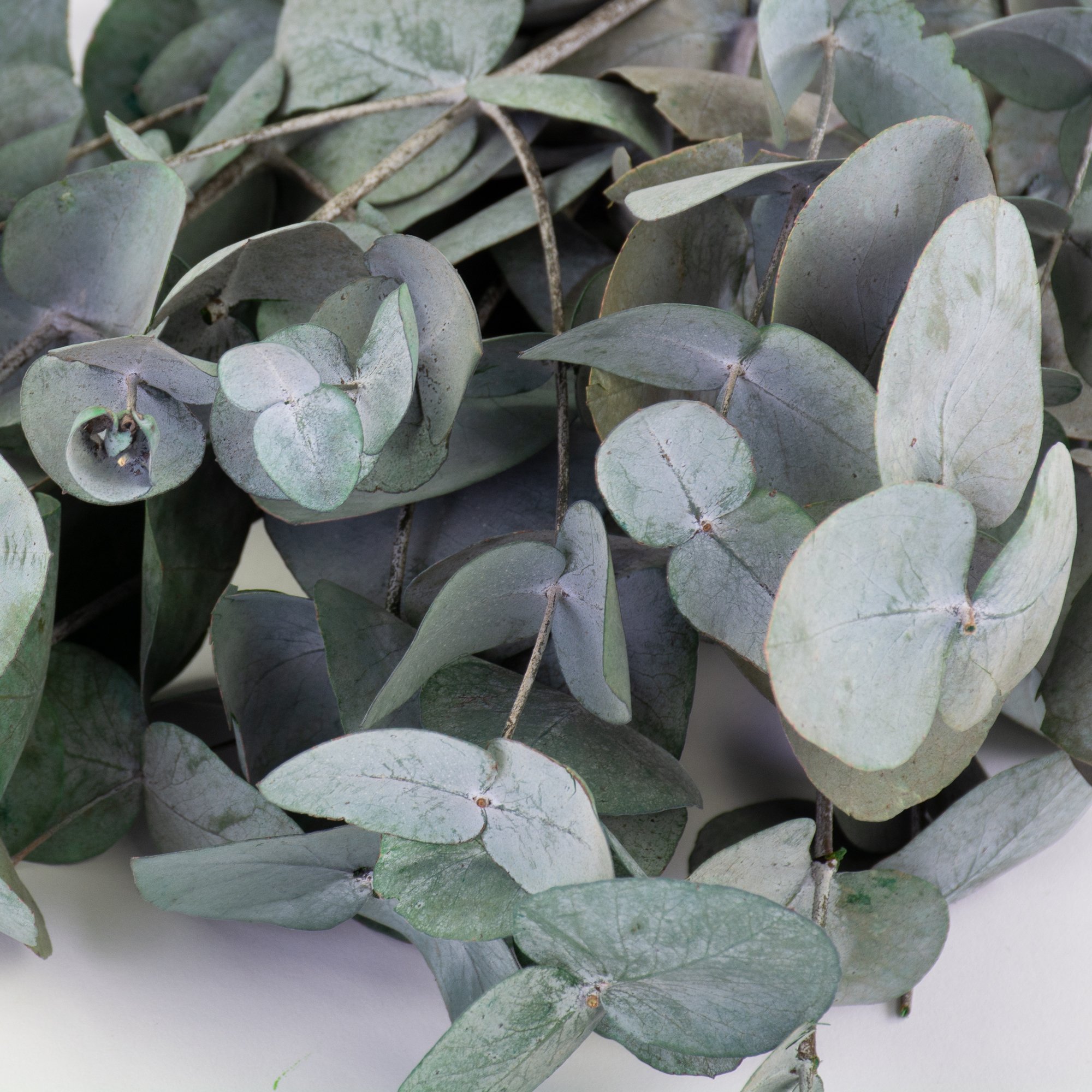 T01226-Eucalyptus-Cineria-2