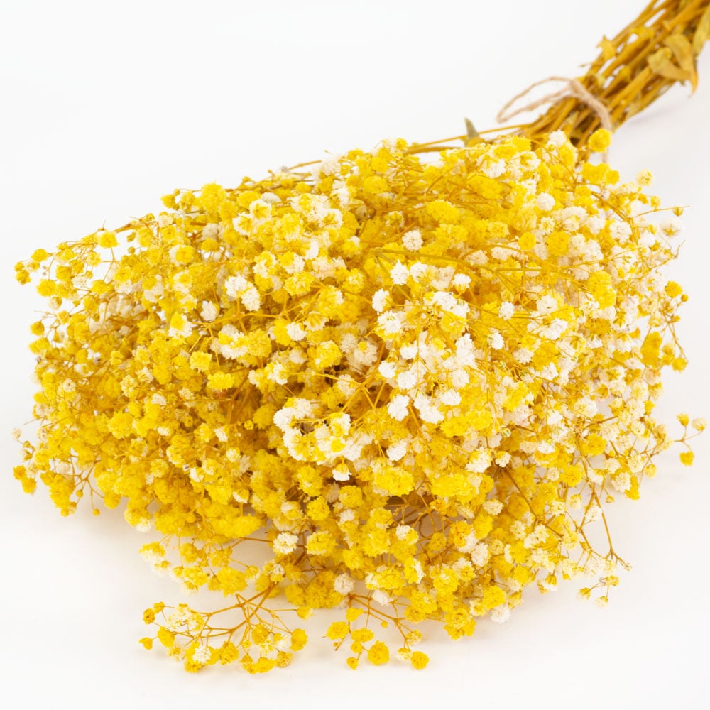 T01289E-Yellow-gypsophila