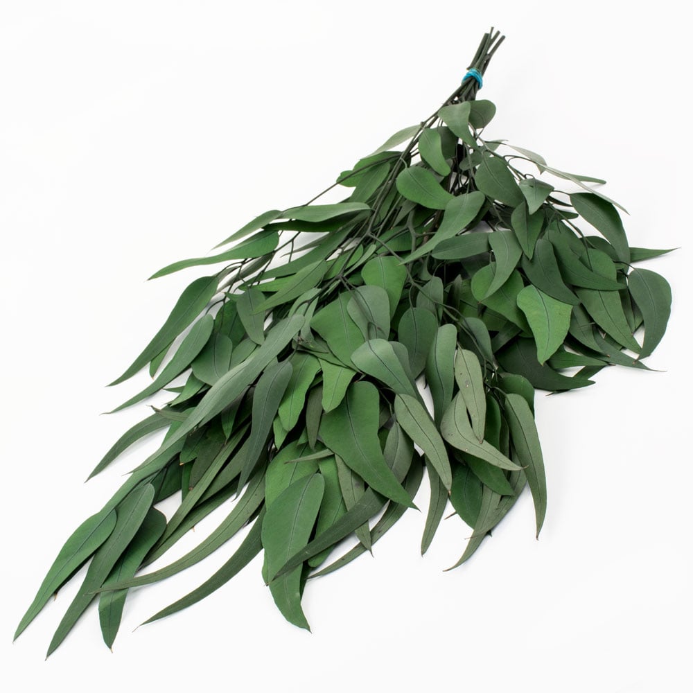 T01325-Eucalyptus-Exotica-Green-4