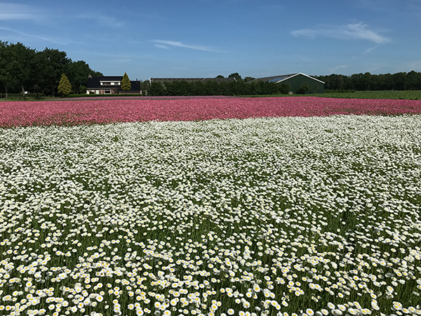 Flowers growing in a large field