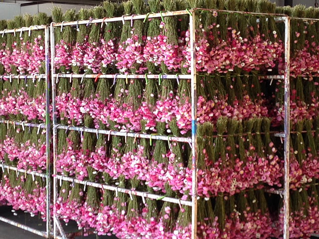 hundreds of bunches of pink flowers hanging in drying racks