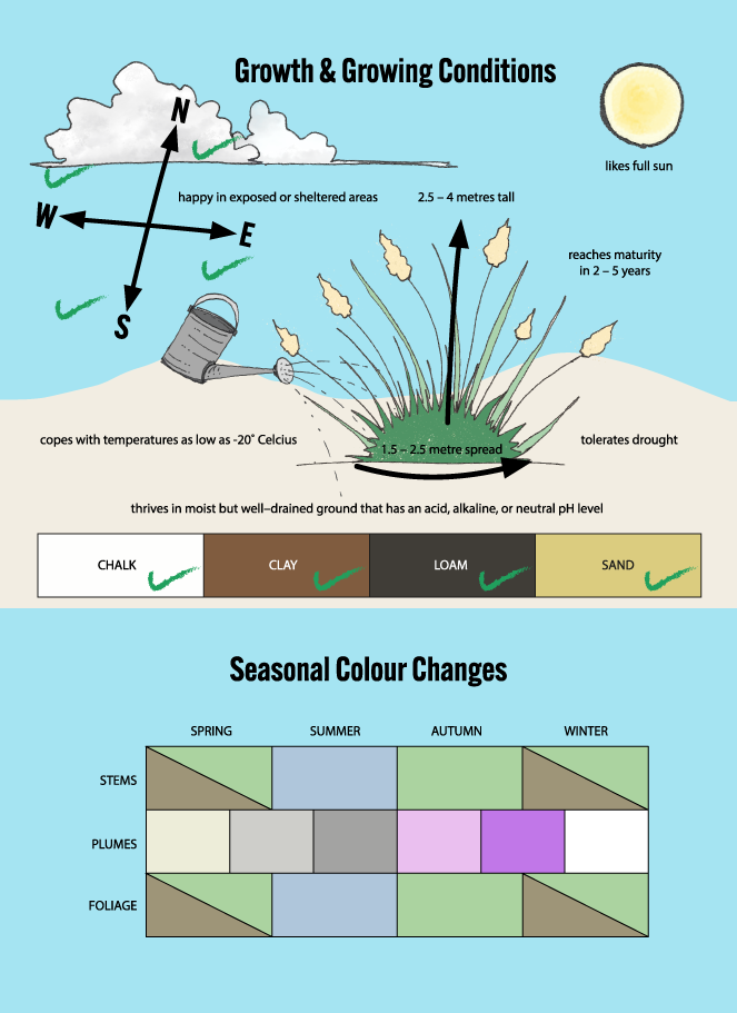 growth and growing conditions, and colour changes infographic for pampas grass