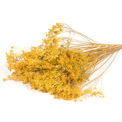 Broom Bloom Dried Yellow