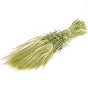 T00319 Common Barley