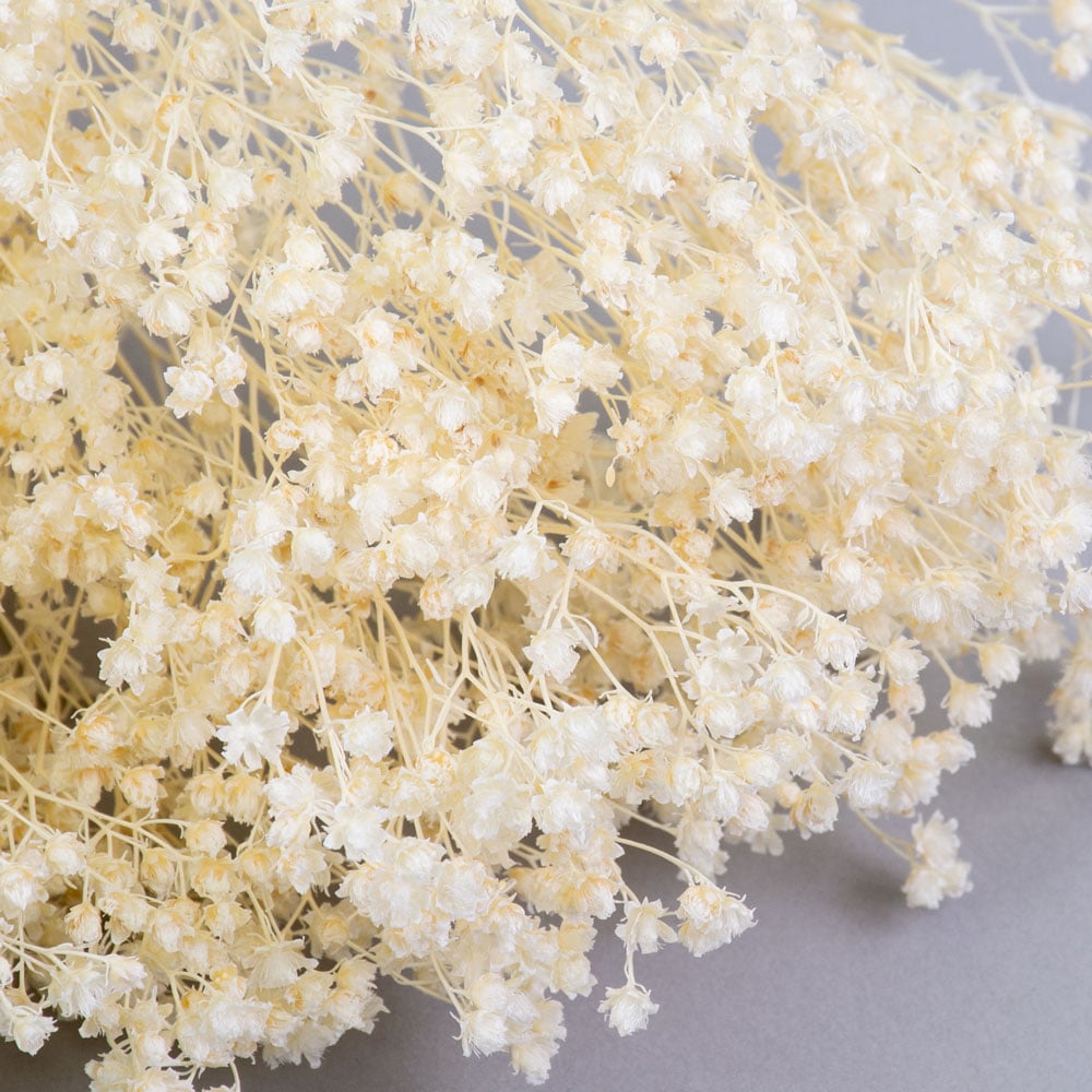 T00447-Bleached-Broom-Bloom-Dried