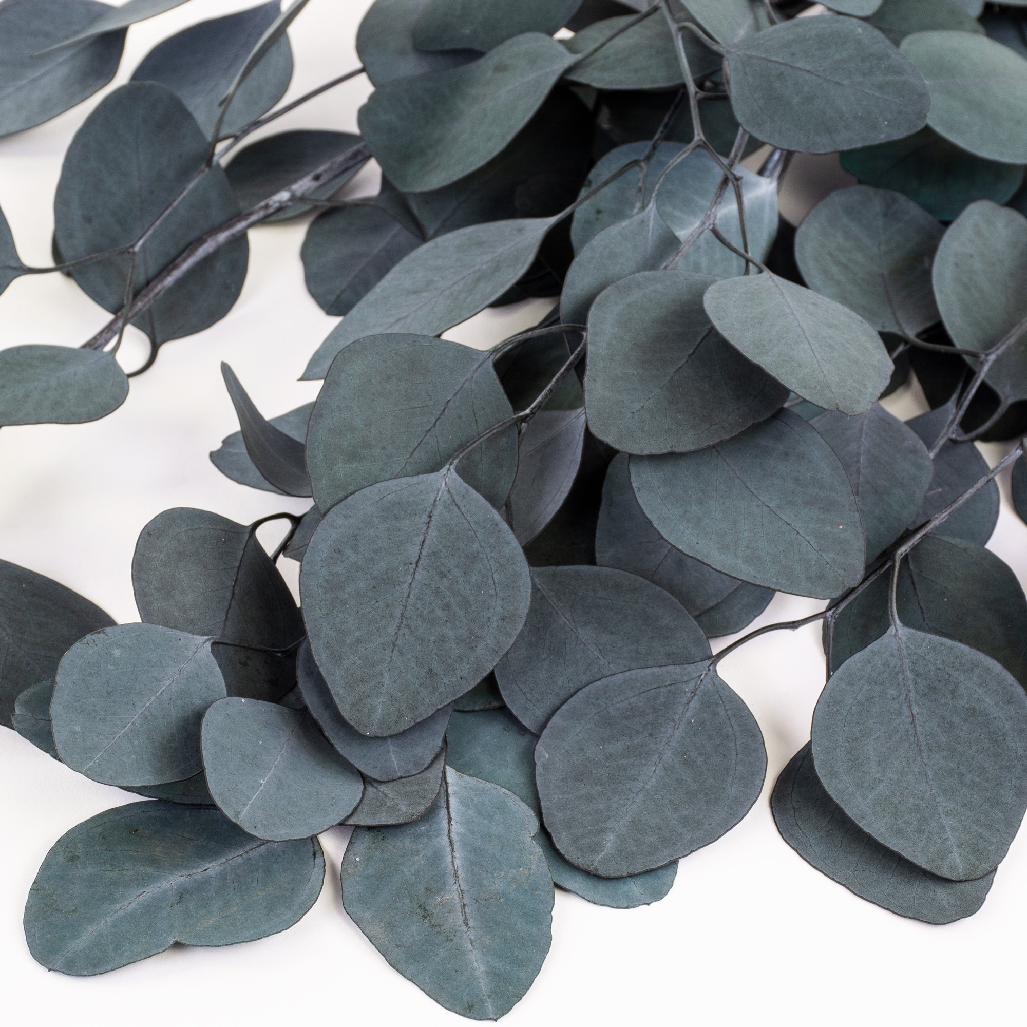 T00717-Eucalyptus-Populus-4