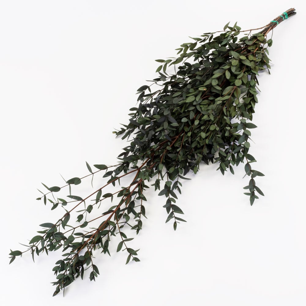 T01029A-Eucalyptus-Parvifolia,-Preserved,-Green