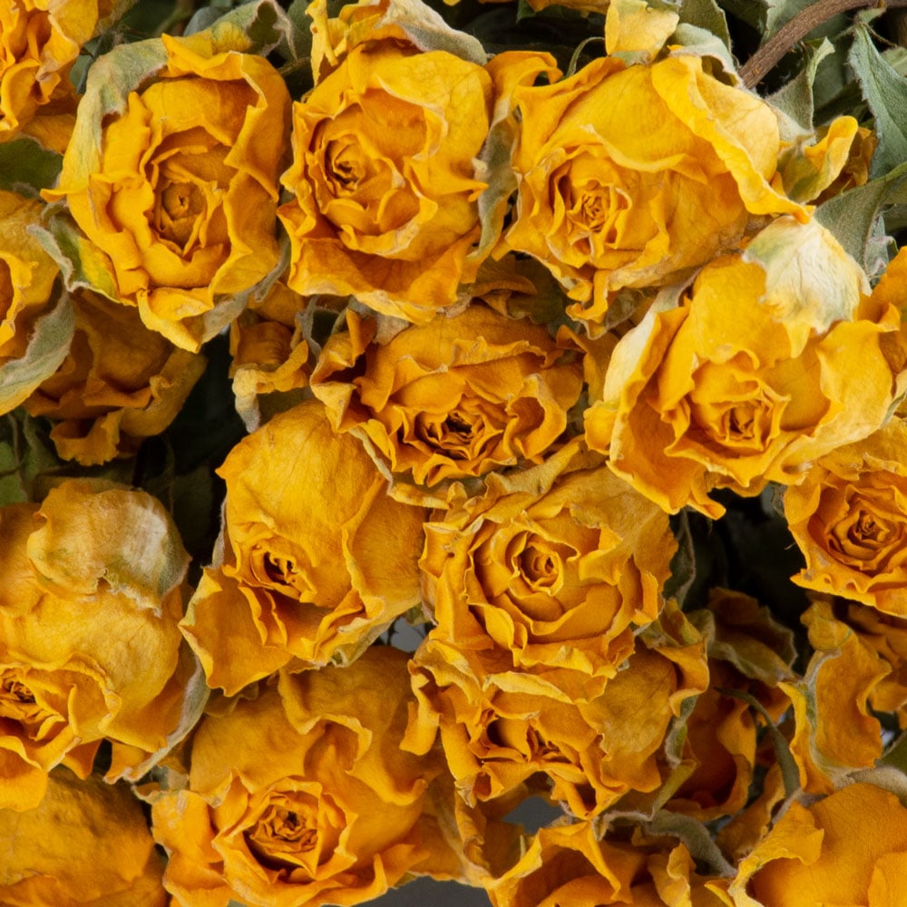 T010329-Yellow-rose-spray