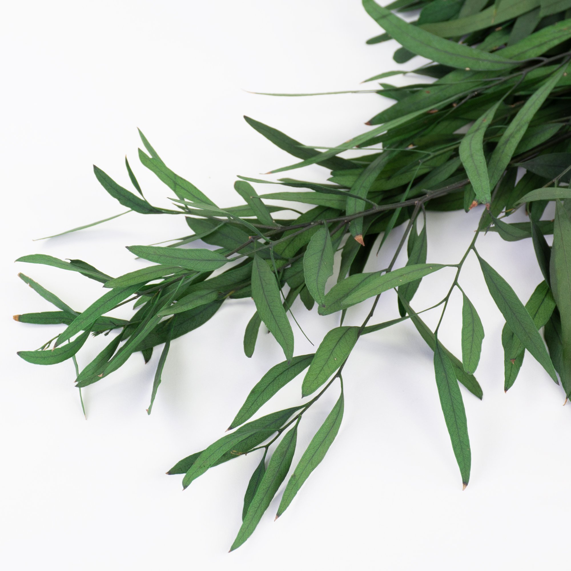 T01045-Eucalyptus-Nicolii-Green-2