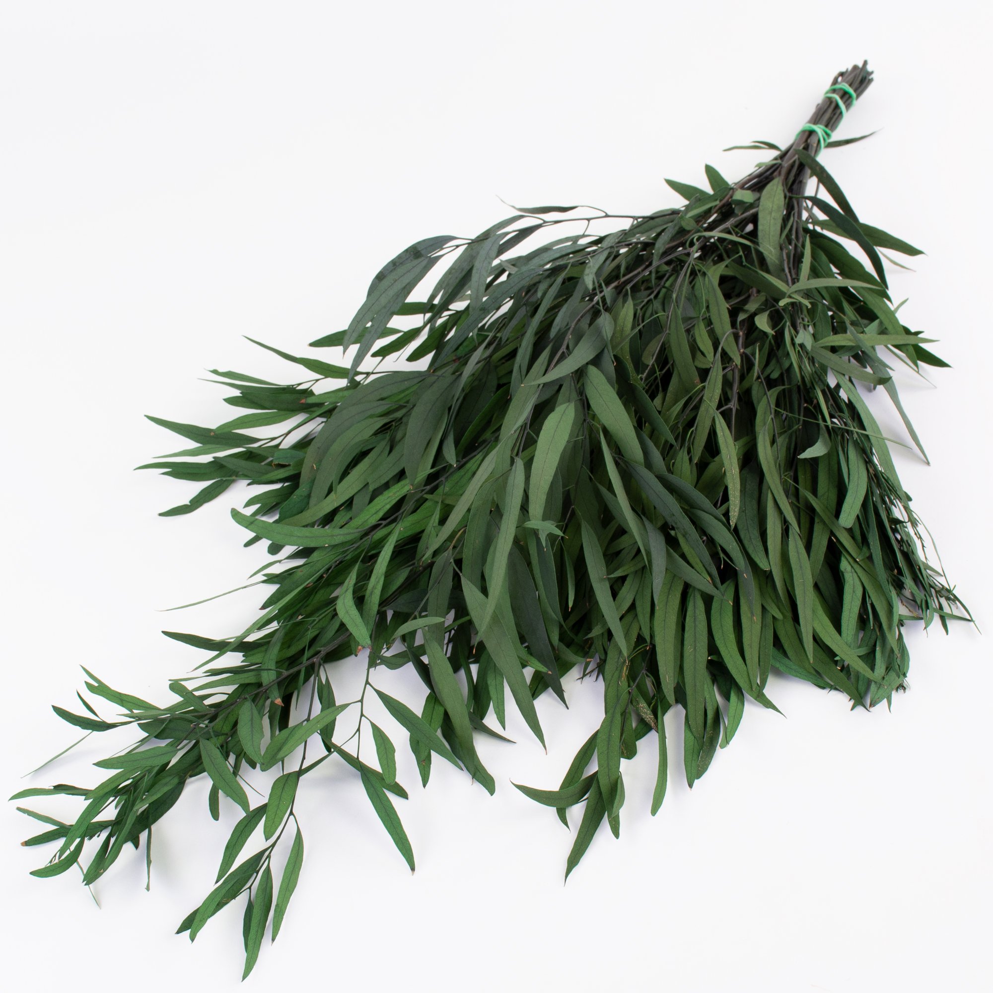 T01045-Eucalyptus-Nicolii-Green