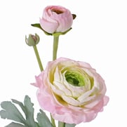 X03146A Ranunculus, Light Pink