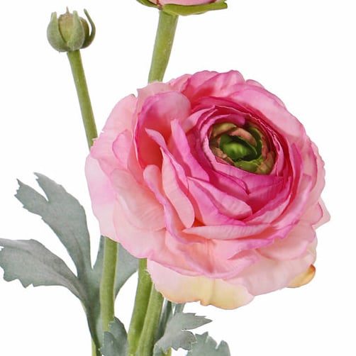 X03146B Ranunculus, Pink