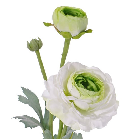 X03146C Ranunculus, White/Green