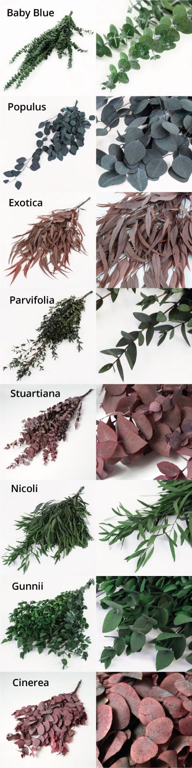 visual comparison of different eucalyptus varieties