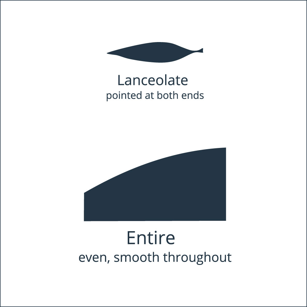 euc-nicoli-leaves