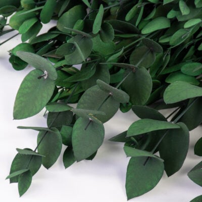 eucalyptus gunnii green 2