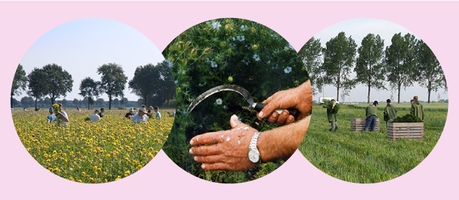 harvesting flowers by hand and sickle