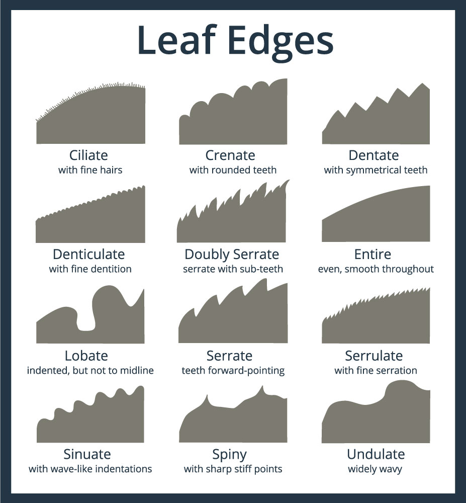 leaf-edge-patterns