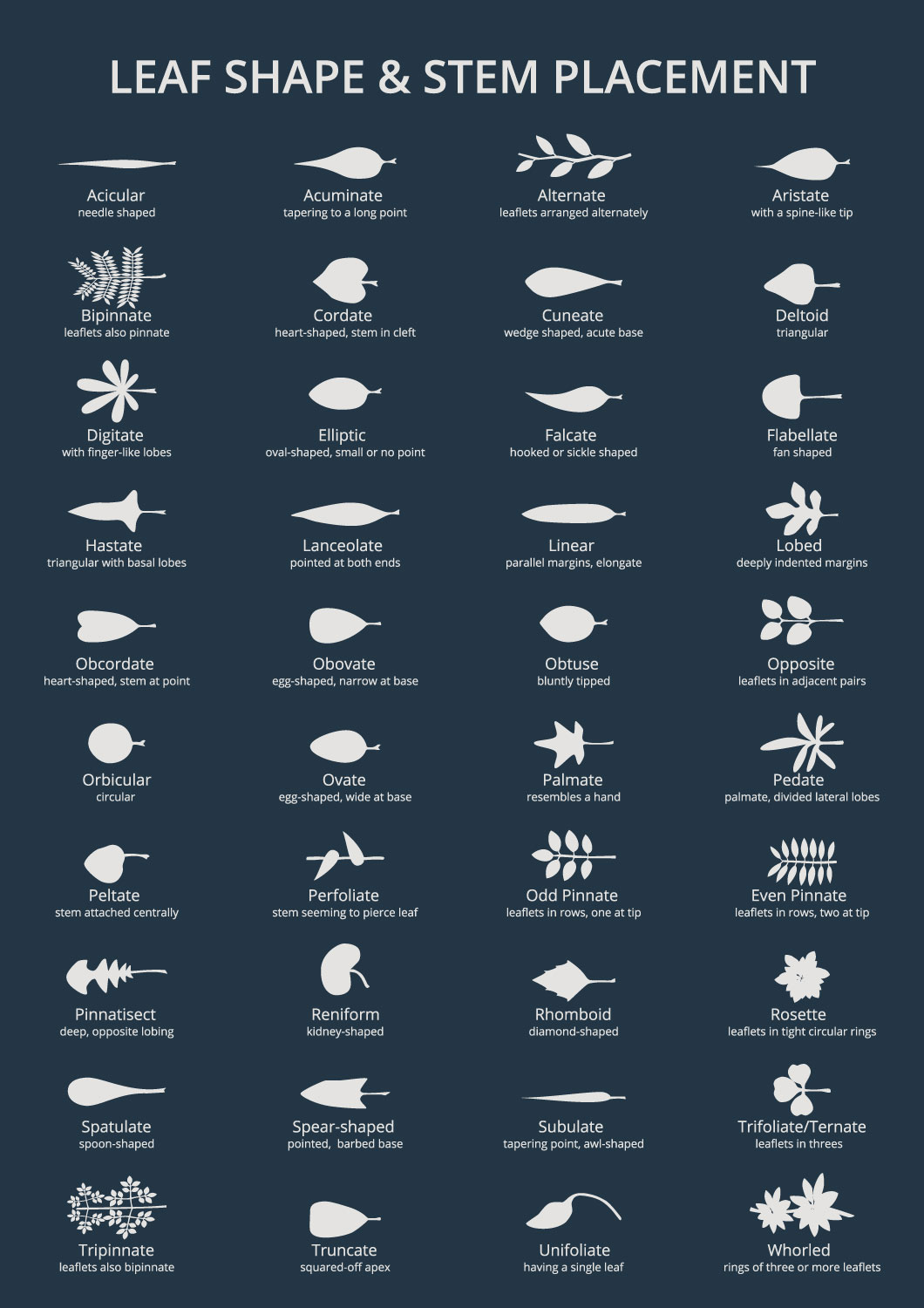 leaf-shapes-and-arrangements