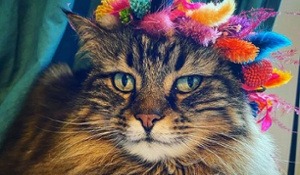 This image shows the face of a longhaired silver tabby cat who is wearing a bright coloured lagurus headdress.