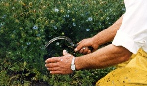 This image shows a close up of someone's hands holding and working a hand sickle to harvest flax flowers.